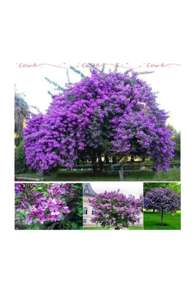 Leylak Lilac Fidanı 30-60 cm - Resim 2