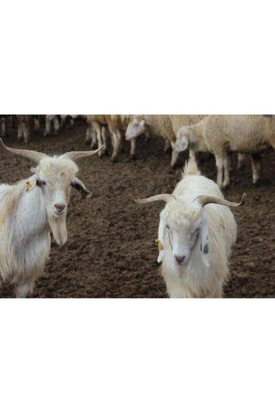 Keçi, Koyun Gübresi Karışımı 1 kg Yanmış Tamamen Doğal. - Resim 3