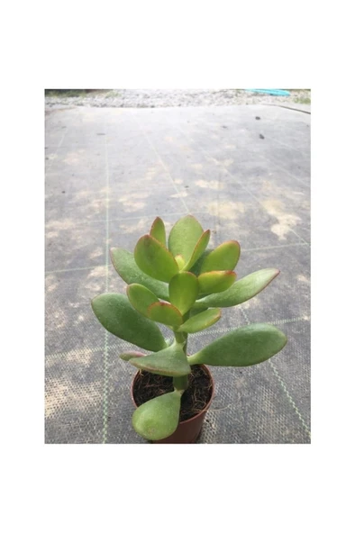 Para Çiçeği Fidesi Fidanı 10-20 cm - Resim 2