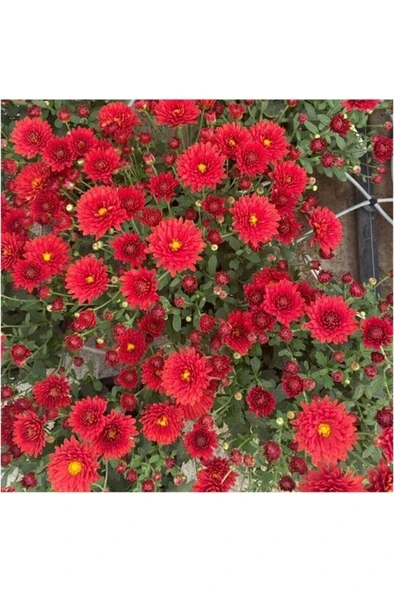 Kırmızı Renk Kasımpatı Çiçeği Fidanı 10-20 cm - Resim 4