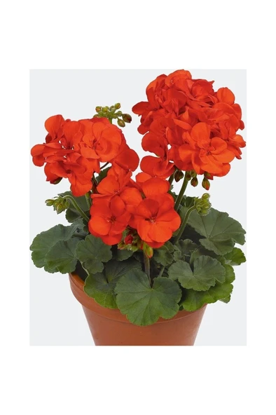 Turuncu Sardunya Fidanı Fidesi 10-20 cm ürün görseli