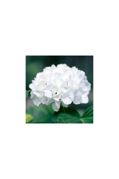 Beyaz Ortanca Çiçeği Fidanı Saksılı 10-20 Cm ürün görseli