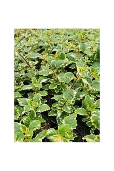 Saksılı Yoğun Kokulu Benjamin (PLECTRANTHUS FORSTERİ) 10-20 cm - Resim 3