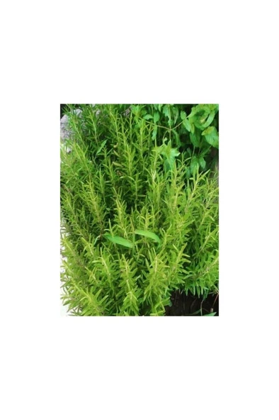 Mor Çiçekli Biberiye Fidanı 10-20 cm - Resim 2