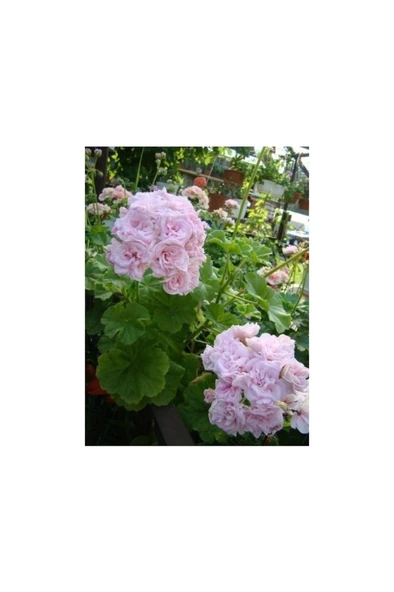 Sünbül Ağa Pembe Beyaz Ceylan Gözü Sardunya Fidanı 10-20 cm - 1