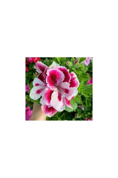 Sünbül Ağa Pembe Beyaz Ceylan Gözü Sardunya Fidanı 10-20 cm - 2