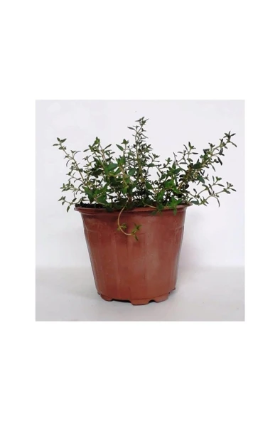 Dağ Bahçe Kekiği Fidanı 10-20 cm 1 Adet Thymus Vulgaris - 1