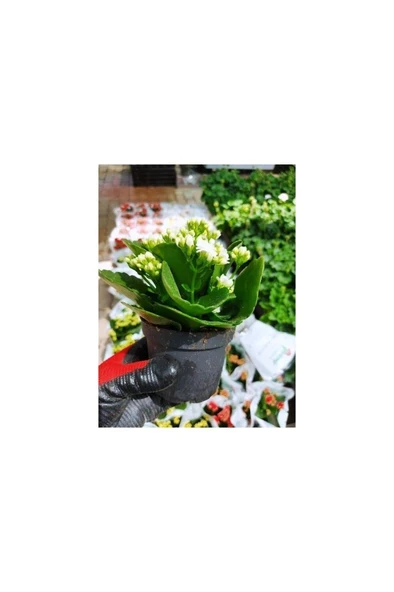 Saksılı Beyaz Kalanşo Çiçeği Fidanı 10-20 cm - Resim 3