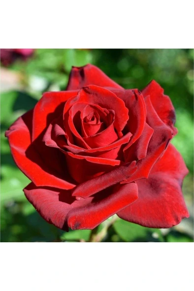 Gül Fidanı Bayrak Kırmızı Kokulu Yediveren Sarmaşık 10-20 cm - Resim 3