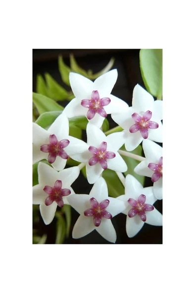 Mum Çiçeği Fidanı Fidesi 10-20 cm - Resim 3