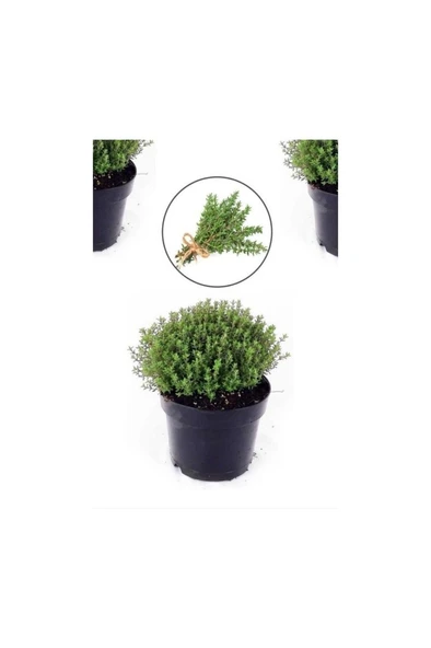 Saksılı Kekik Fidanı Büyük Boy Potted Thyme Sapling 10-20 cm - Resim 2
