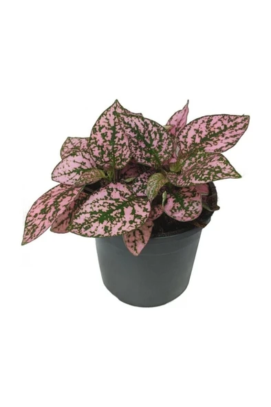 Pembe Hostes Çiçeği Fidanı 10-20 Cm - Resim 2