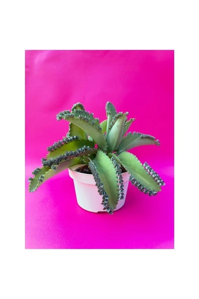 Aşkın Gözyaşı Çiçeği (KALANCHOE DAİGREMONTİANA) Fidanı 10-20 cm ürün görseli