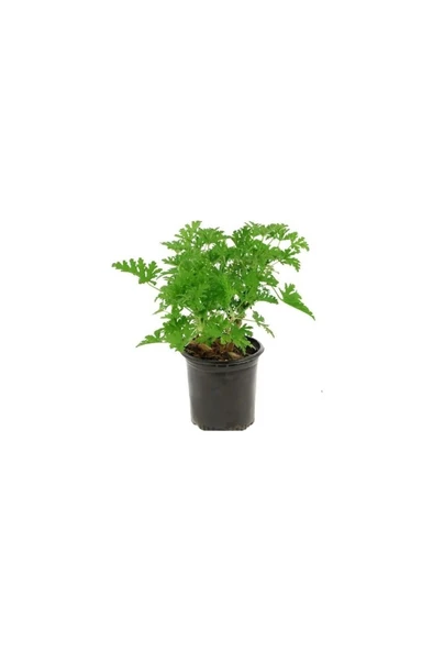 Saksıda Limon Kokulu Itır Fidanı 10-20 Cm - Resim 2