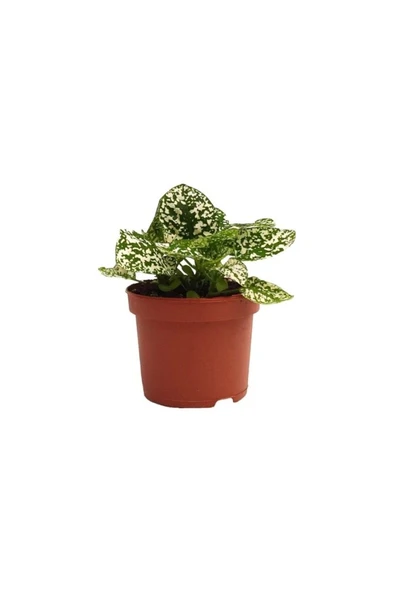 Hypoestes Hostes Çiçeği Çilli Beyaz 10-20 Cm ürün görseli 1