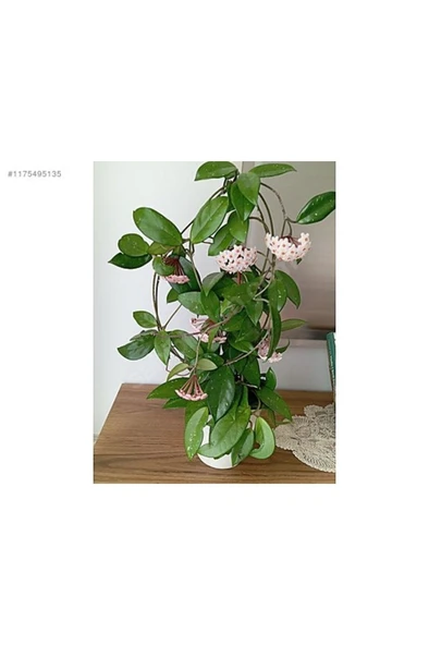 Mum Çiçeği Fidanı 10-20 cm Kokulu Pembe Renk - Resim 4