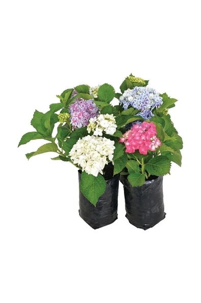 Ortanca Çiçeği, Ortanca Fidanı 1 Adet 10-20 cm - Resim 2