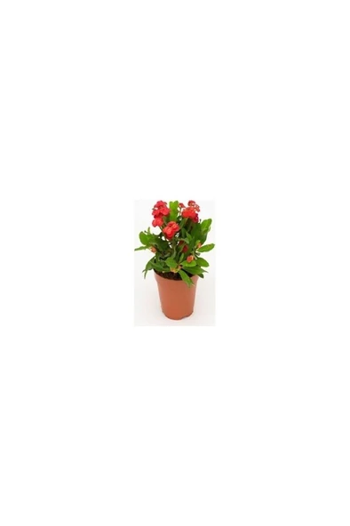 Kırmızı Euphorbia Milli / Dikenler Tacı Küçük Saksıda 10-20 cm ürün görseli