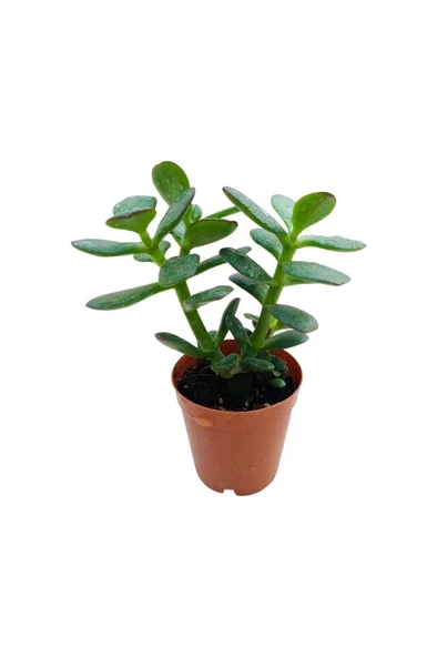 Para Ağacı Çiçeği Fidanı Kaktüs Sukulent 10-20 cm ürün görseli