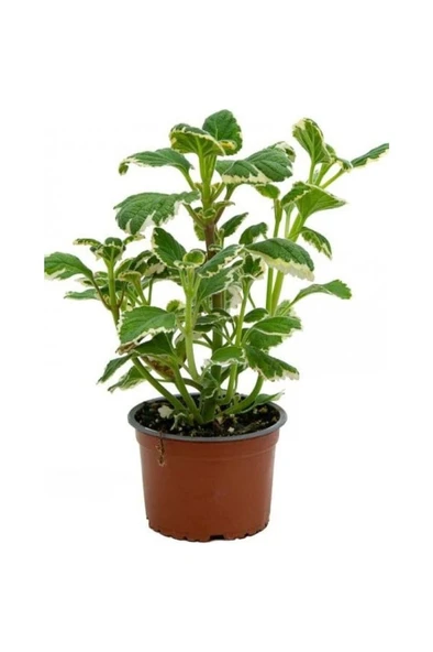 Yoğun Mis Kokulu Benjamin Çiçeği Fidanı 1 Adet Saksılı 10-20 cm ürün görseli