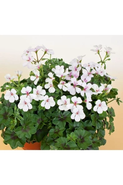 Duru Beyaz Sardunya Çiçeği Fidesi 10-20 cm - Resim 2