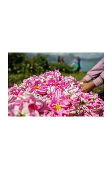 Açık Pempe Isparta Gülü Fidanı 10-20 cm - Resim 3