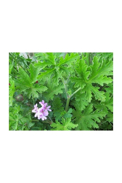 Saksılı Itır Fidanı Fidesi Gül Kokulu 10-20 cm - Resim 3