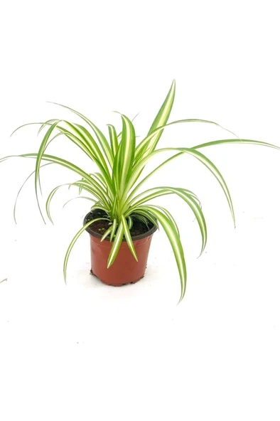 Kurdele Çiçeği Fidanı 10-20 cm ürün görseli