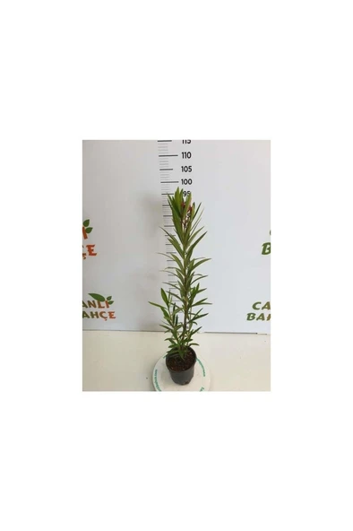 Zakkum Çiçeği Fidanı 30-50 Cm 1 Adet Nerium Oleander - Resim 4