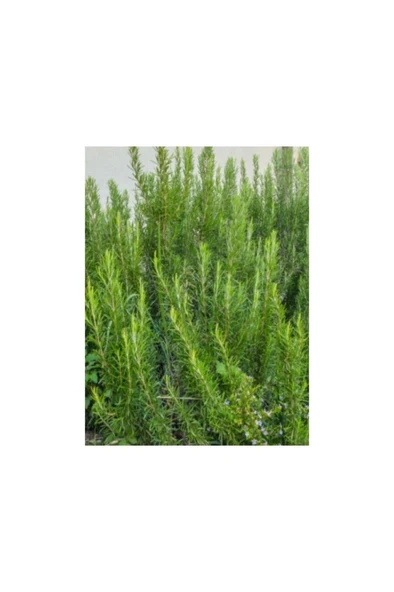 Mor Çiçekli Biberiye Fidanı 10-20 cm - Resim 3