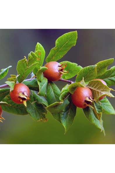 Muşmula Döngel Fidanı 30-60 cm ürün görseli