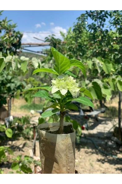 Beyaz Ortanca Çiçeği Fidanı 10-20 cm - 3