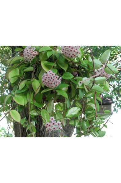 Mum Çiçeği Fidanı 10-20 cm Kokulu Pembe Renk - Resim 2