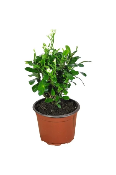 Efhorbia-Dikenler Tacı Çiçeği Beyaz 10-20 Cm ürün görseli