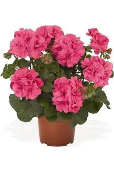 Sardunya Çiçeği Fidanı Pembe 10-20 Cm - Resim 4