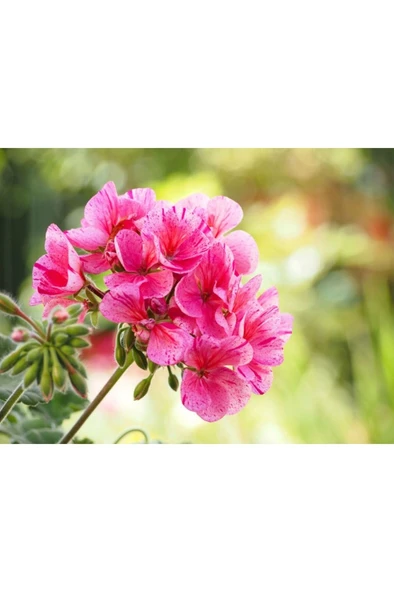 Sardunya Çiçeği Fidanı Pembe 10-20 Cm - Resim 3