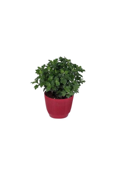 Kasımpatı Saksı’da (Chrysanthemum) Pembe Renk 10-20 cm ürün görseli