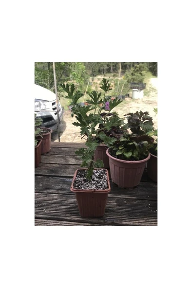 Saksılı Itır Fidanı Fidesi Gül Kokulu 10-20 cm - Resim 2