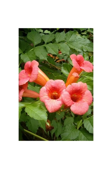 Acem Borusu Fidanı 30-60 cm - Resim 2