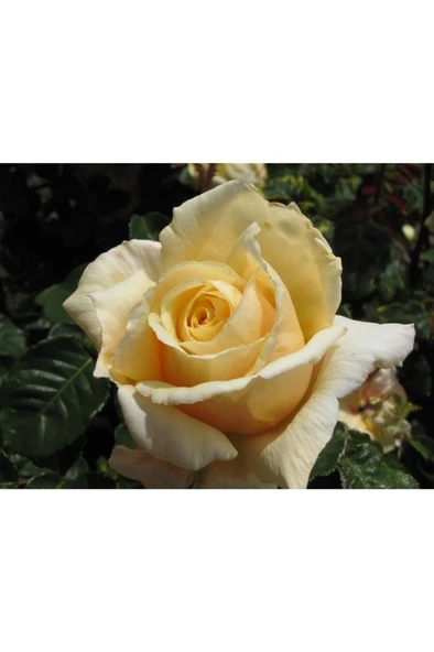 Gül Fidanı Krem Beyazı Kokulu Yediveren Sarmaşık 10-20 cm - Resim 3