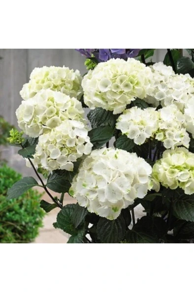 Beyaz Ortanca Çiçeği Fidanı 10-20 cm - 1
