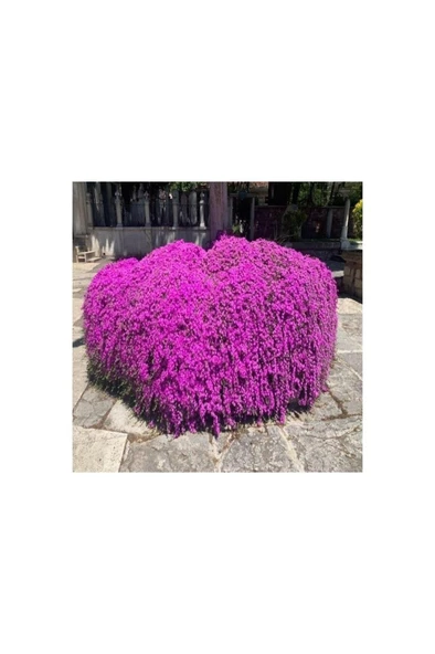 Acem Halısı Fidesi Fidanı 10-20 cm - Resim 2