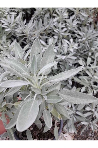 Adaçayı Salvia Officinalis Tıbbi Adaçayı 3 Adet 10-20 cm - Resim 2