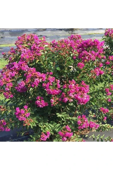 Oya Ağacı Fidanı Pembe 40-80 Cm - Resim 2