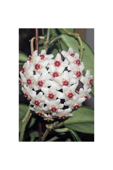 Mum Çiçeği Fidesi Fidanı 10-20 cm ürün görseli