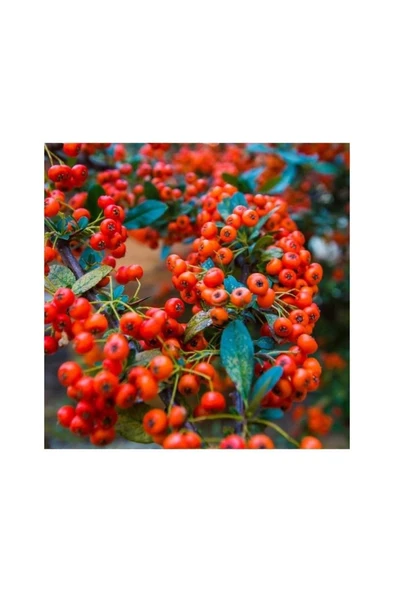 Bodur Ateş Dikeni Saksılı 40-60 Cm ürün görseli