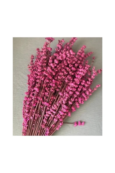 Şoklanmış Lavanta Demeti Şeker Kırmızı 40-50 cm ürün görseli