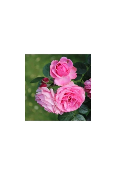 Pembe Yediveren Sarmaşık Isparta Gül Fidanı 15-25 cm ürün görseli