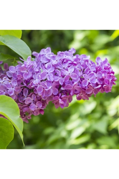 Leylak Lilac Fidanı 30-60 cm - Resim 4