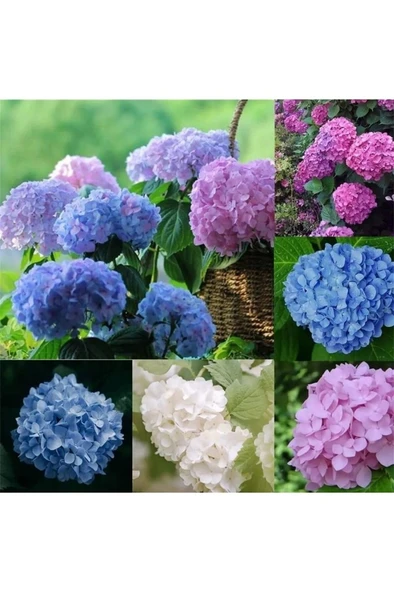 Ortanca Çiçeği, Ortanca Fidanı 1 Adet 10-20 cm ürün görseli